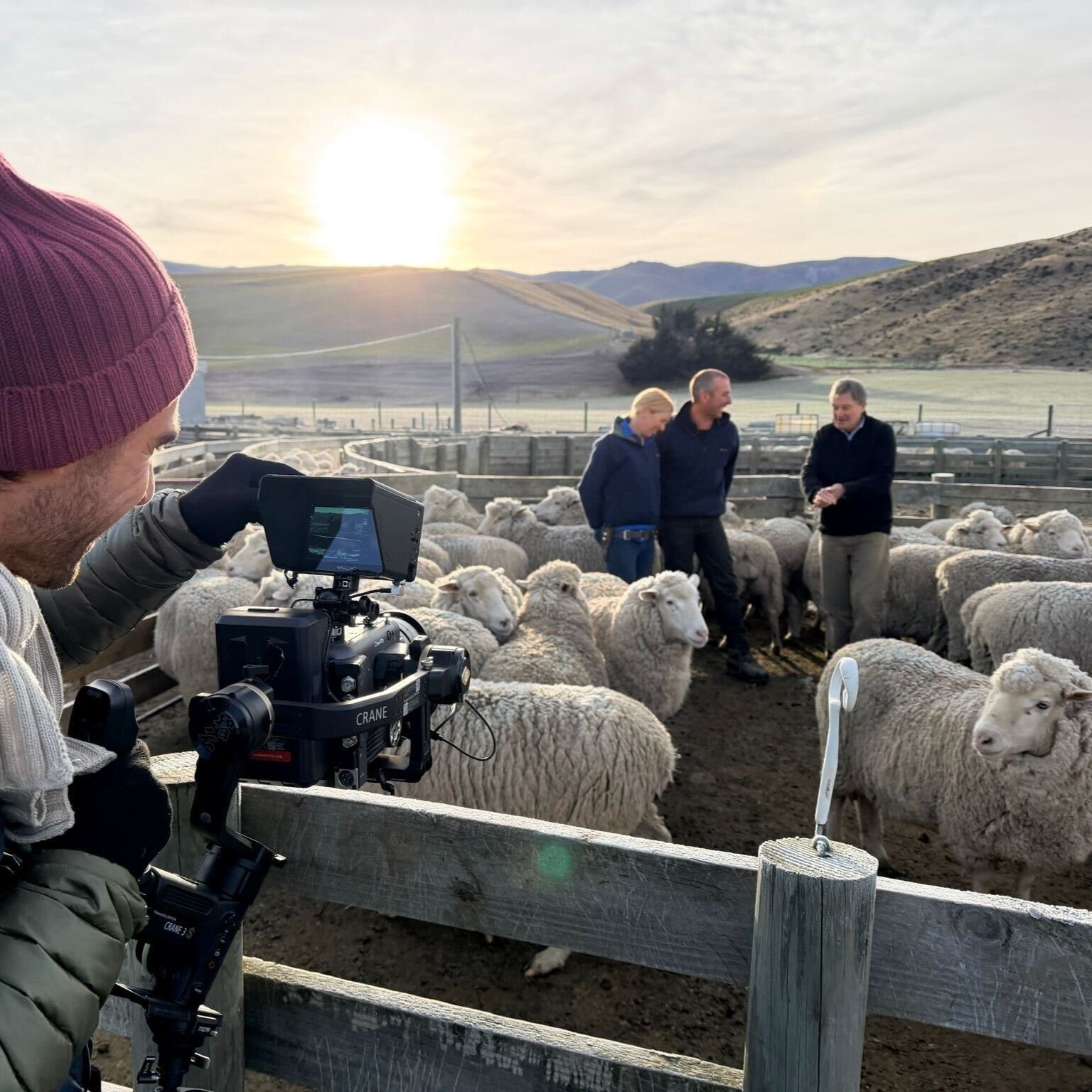 260521 Filming Lanaco sheep in SI