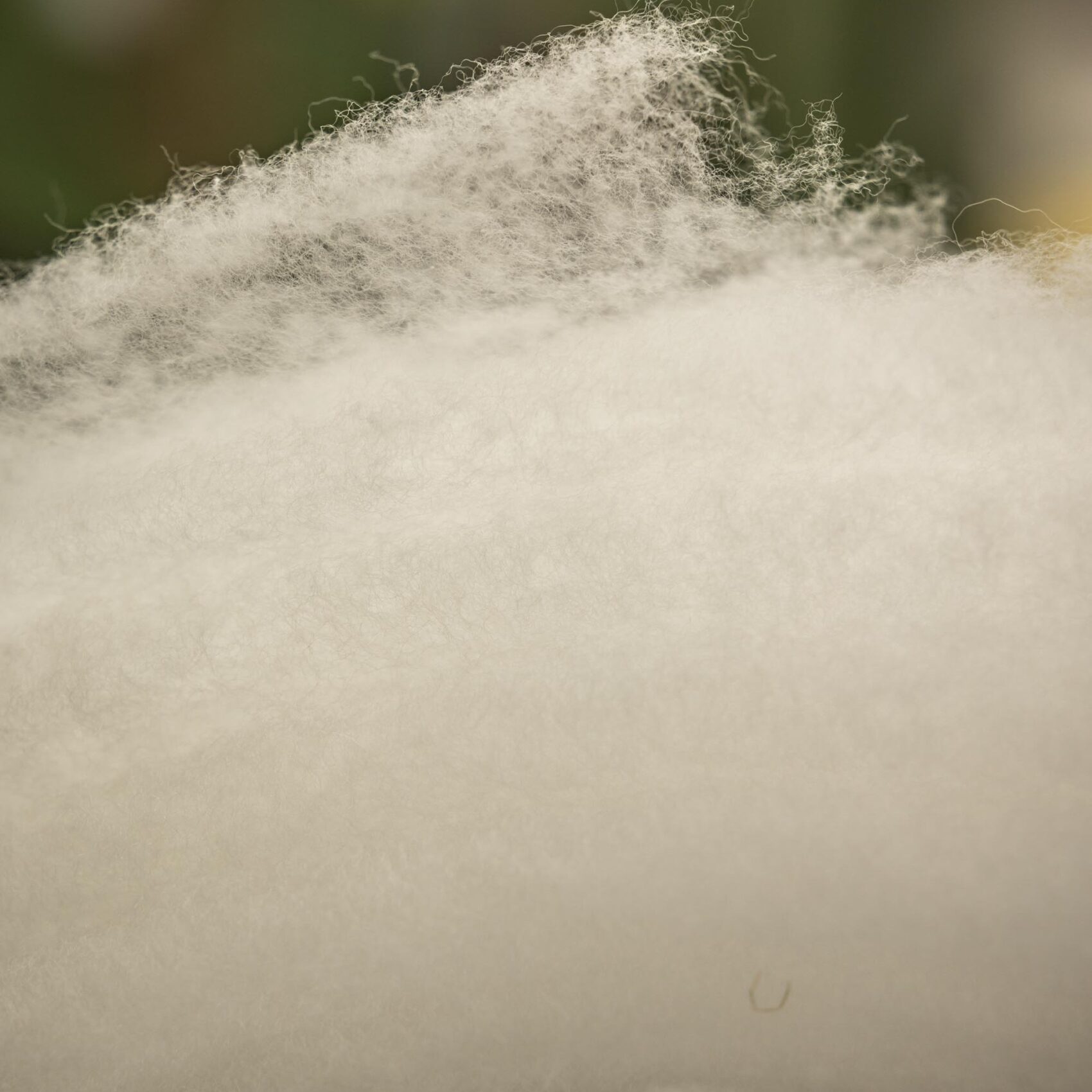 Lanaco wool fluff close